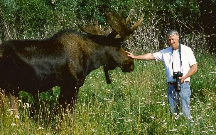 Understanding Moose Accidents in Norway