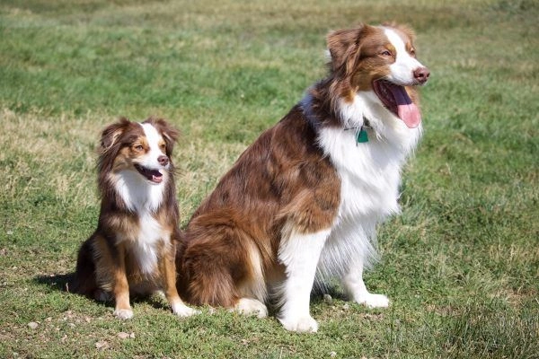 Australian Shepherd vs Mini Australian Shepherd