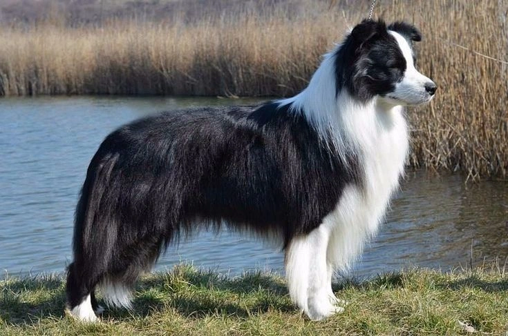 Best Activities for Border Collies