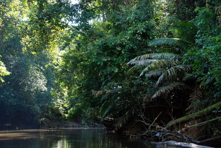 The Amazon River and Its Connection to the Rainforest