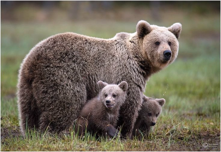 What Should You Do If You See a Bear?
