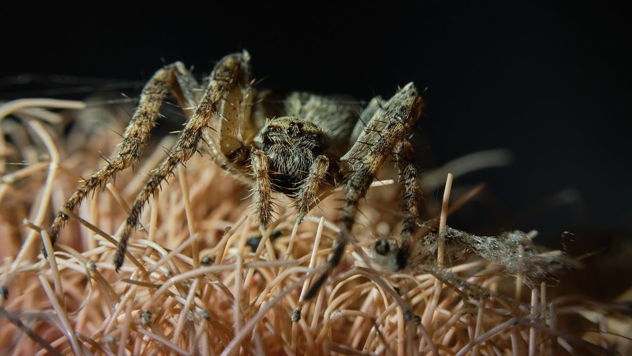 Wolf Spider