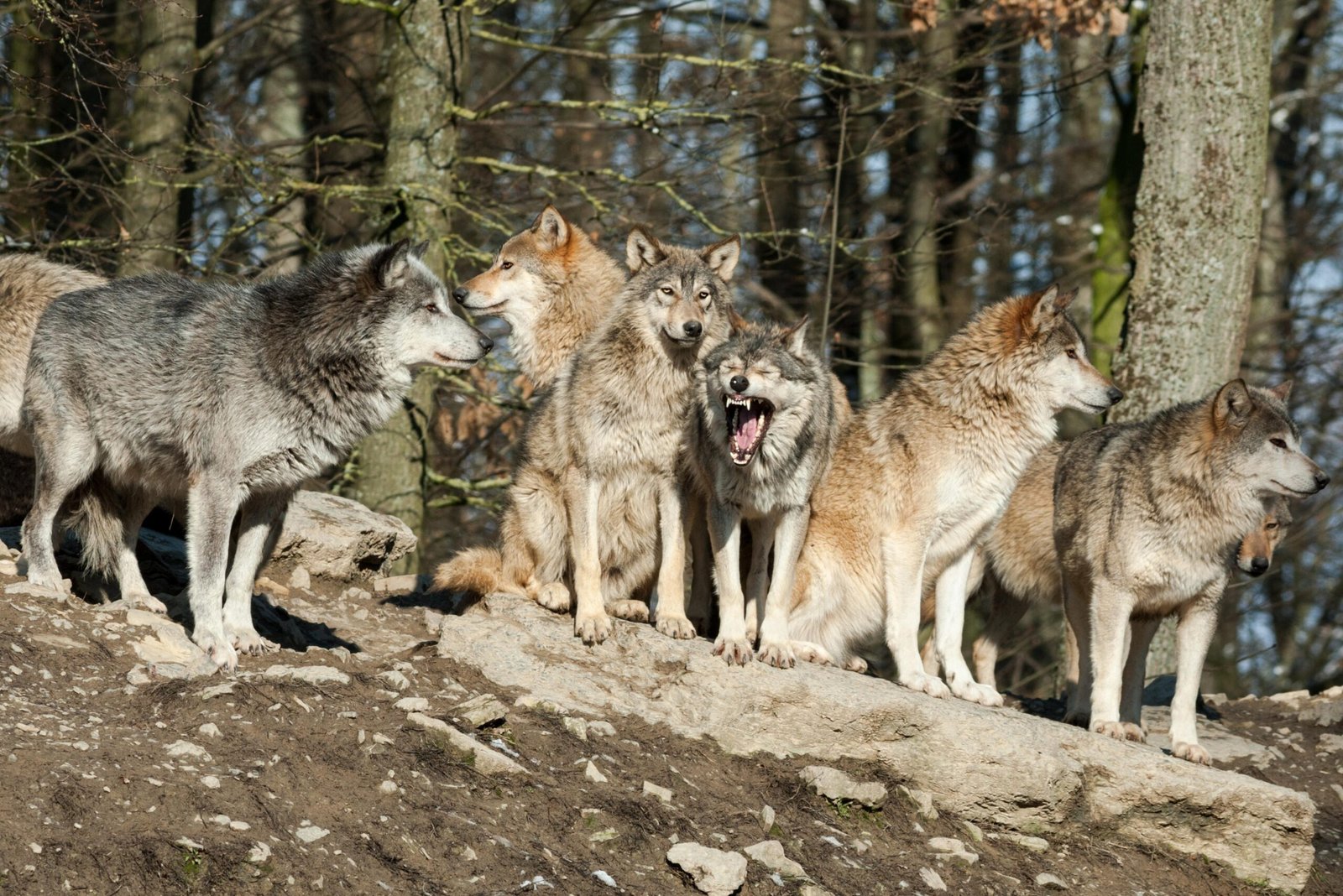 wolf pack. a pack of wolves. wolf pack in forest