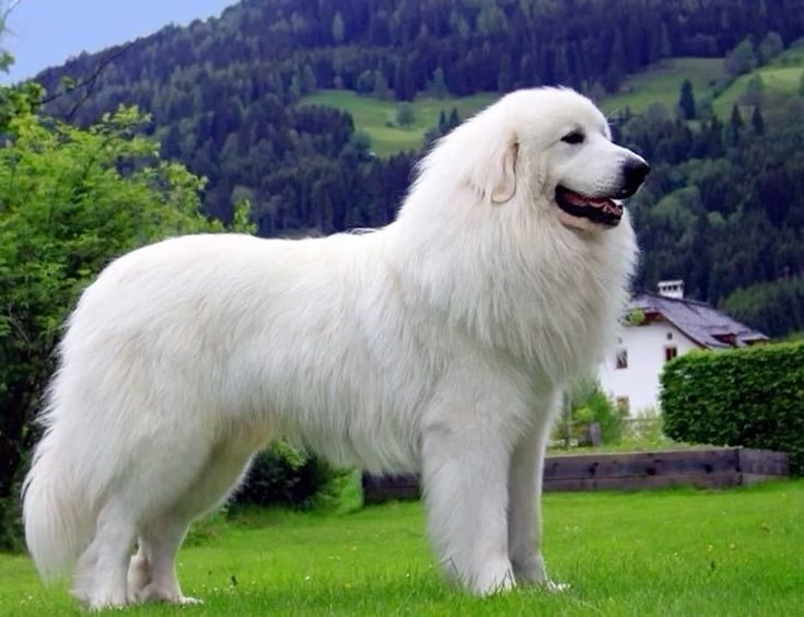 Grooming and Great Pyrenees Shedding