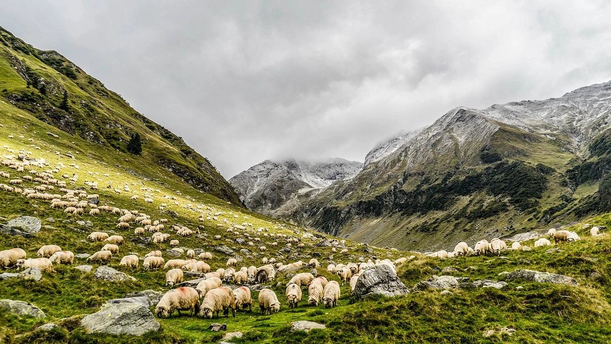 outfield grazing norway