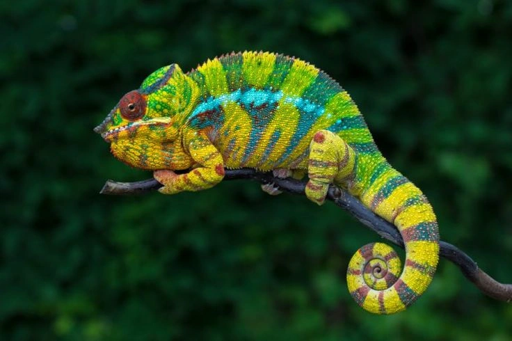 Reptiles