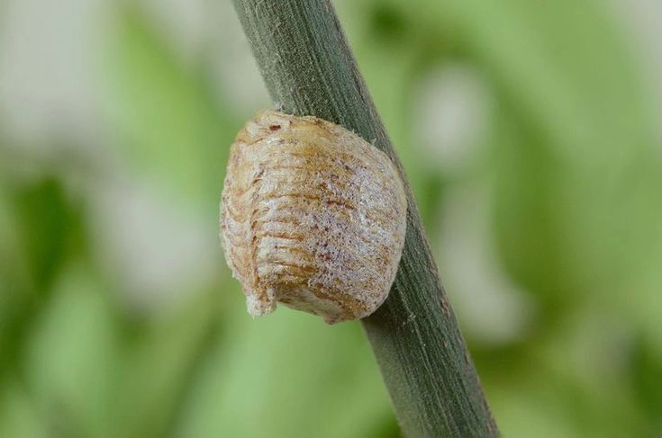 Egg and Ootheca
