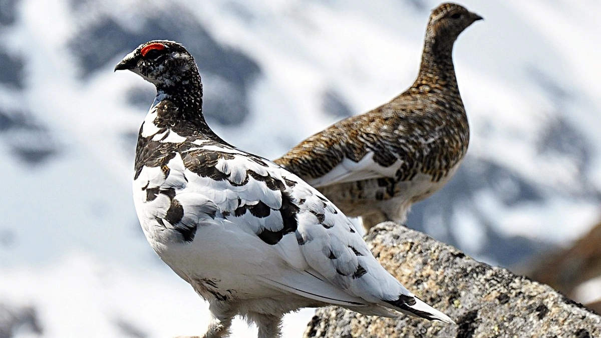 ptarmigan season closure