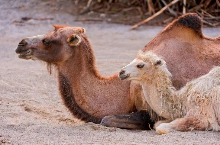 Desert Adaptations