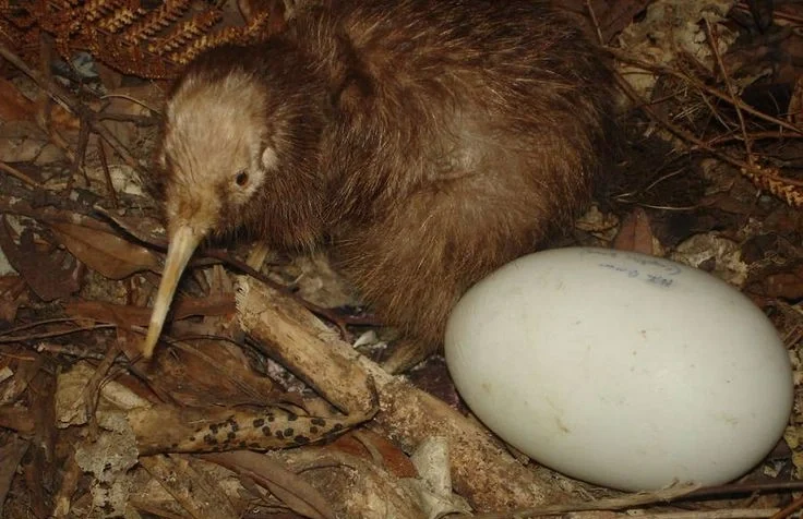 Kiwi Eggs Are Surprisingly Huge