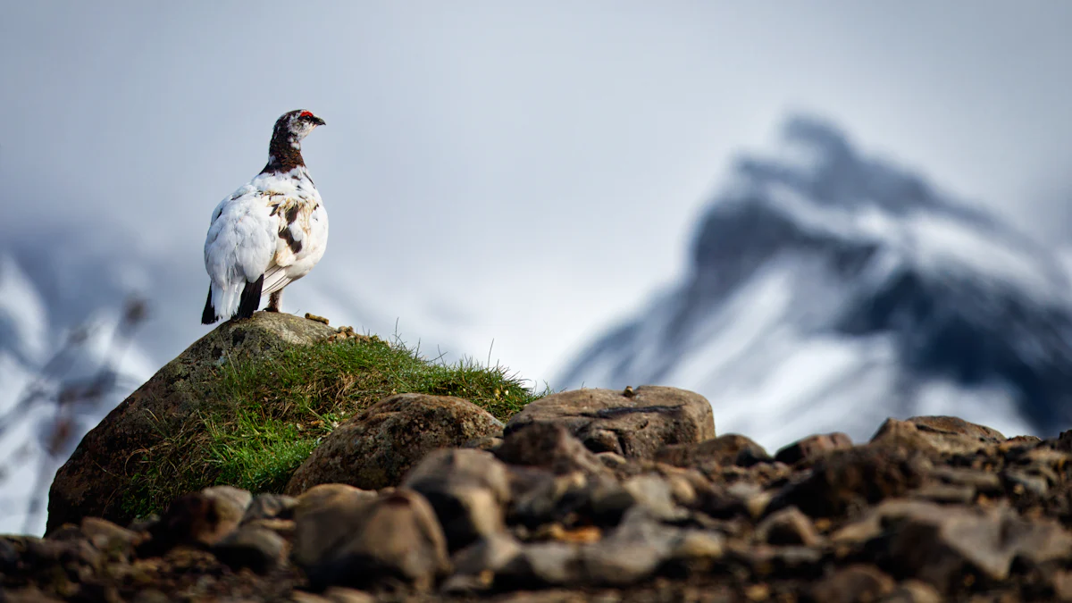 ptarmigan season closure