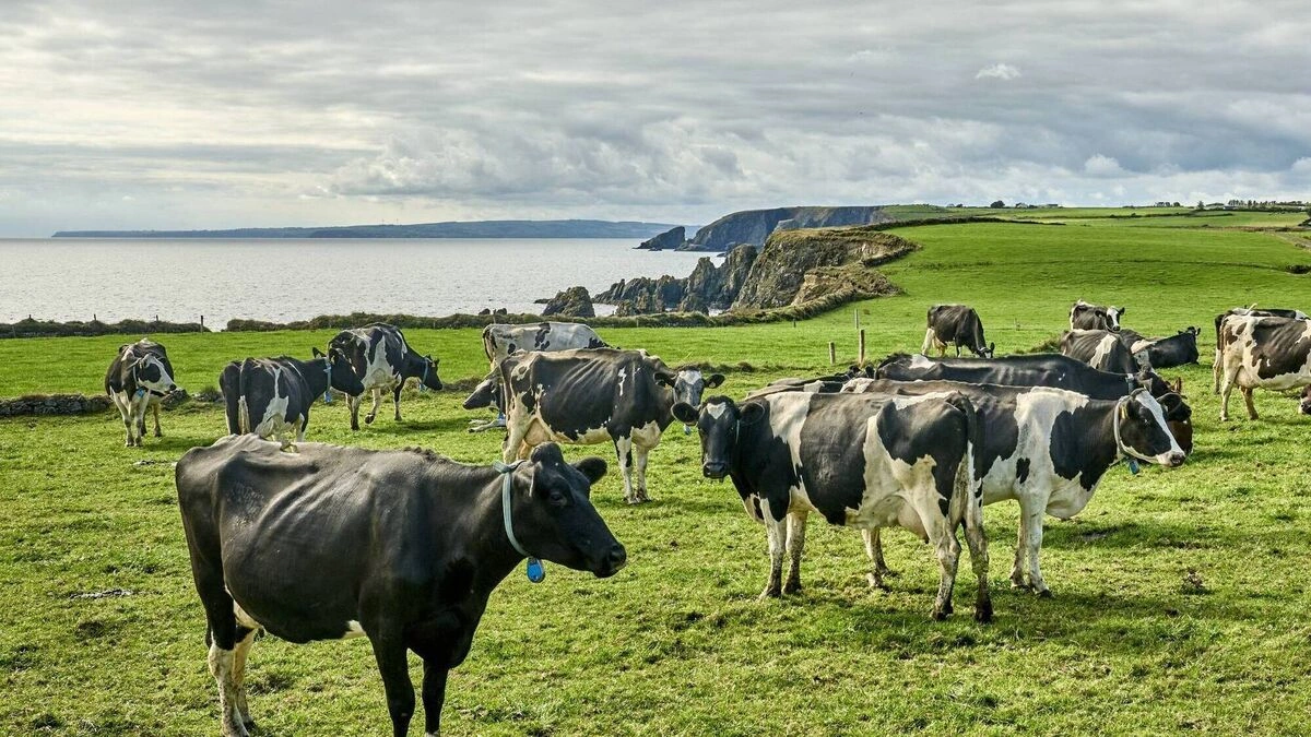 beitelag grazing cooperative