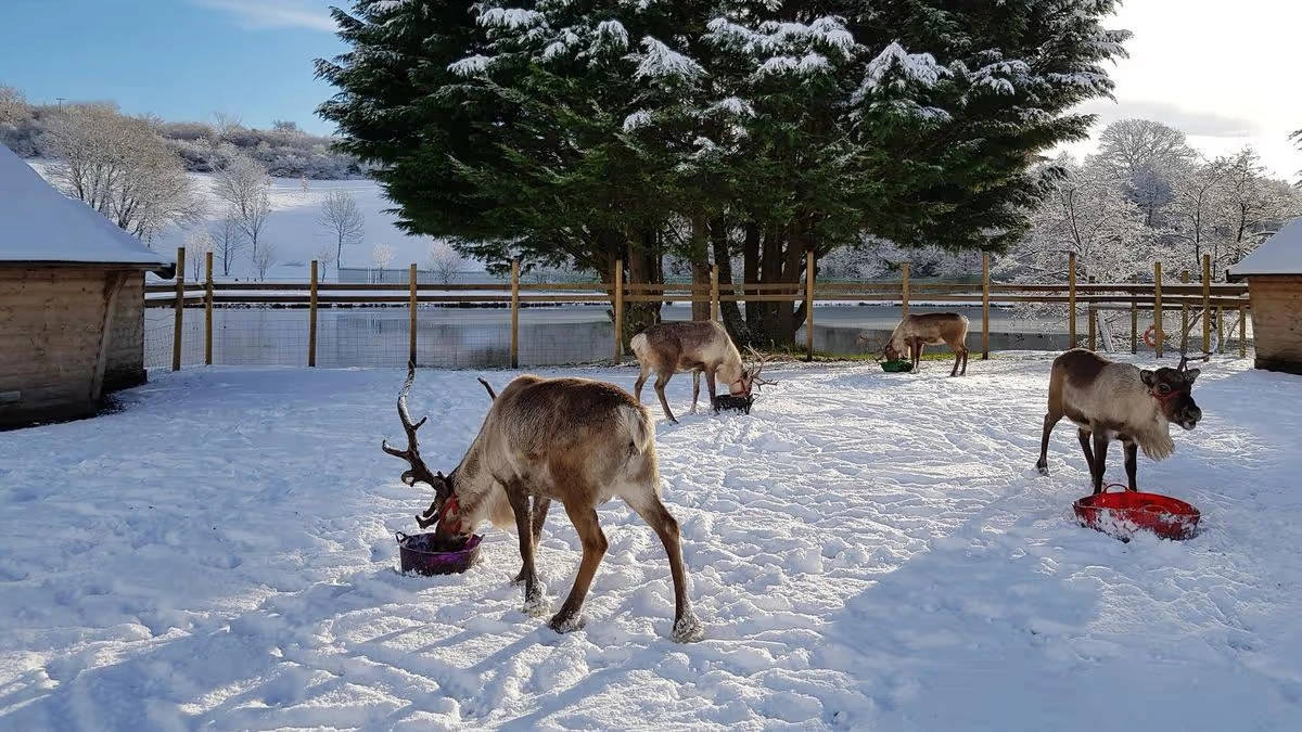 nordfjella reindeer cull