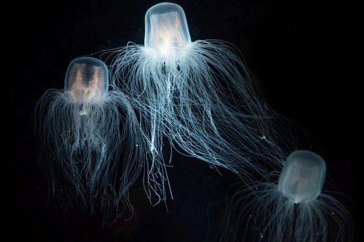 Box Jellyfish