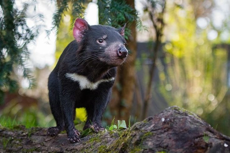 What Is a Tasmanian Devil?