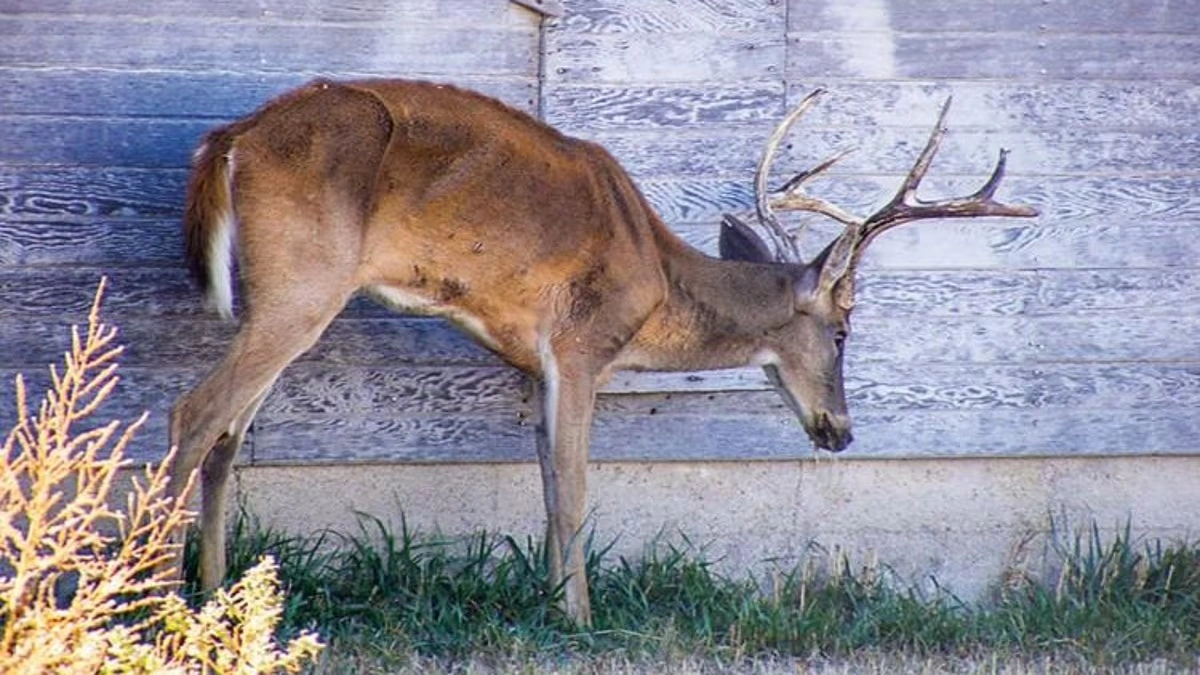 chronic wasting disease
