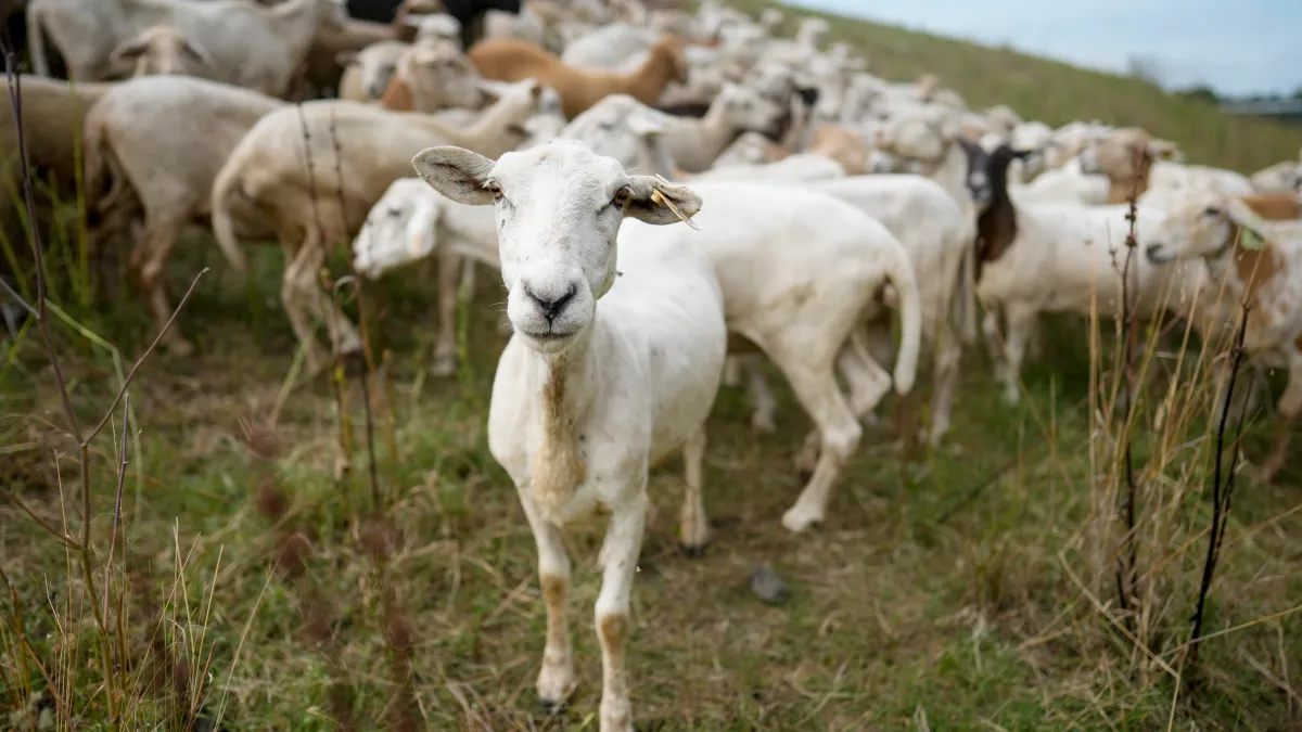 Sheep Losses Outfield