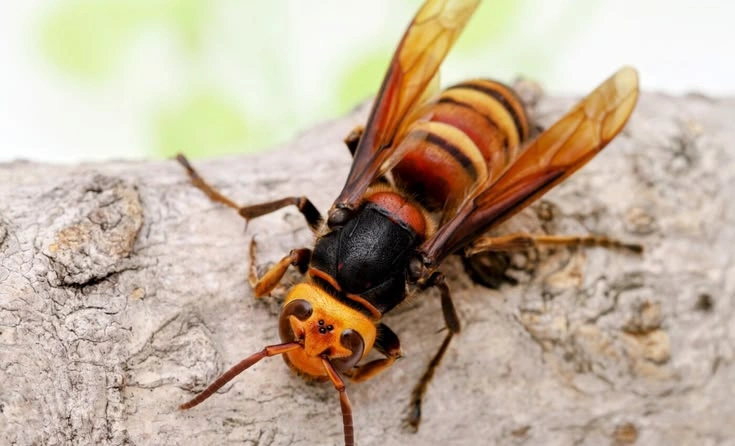 Yellow-Legged Hornet