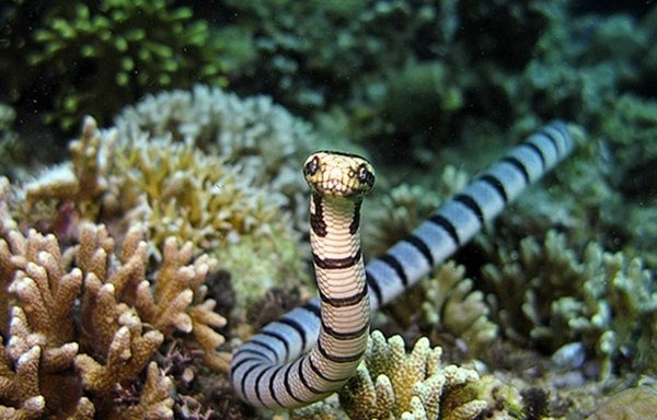 Aquatic Snakes