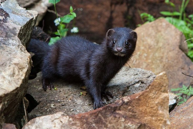 Mink Behavior in the Wild