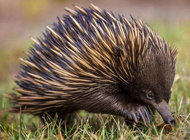 What Is an Echidna?