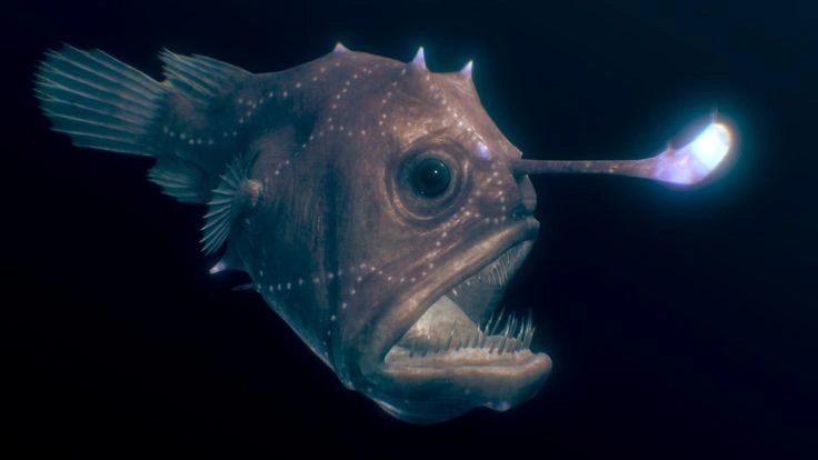 How Does an Anglerfish Catch Its Food?
