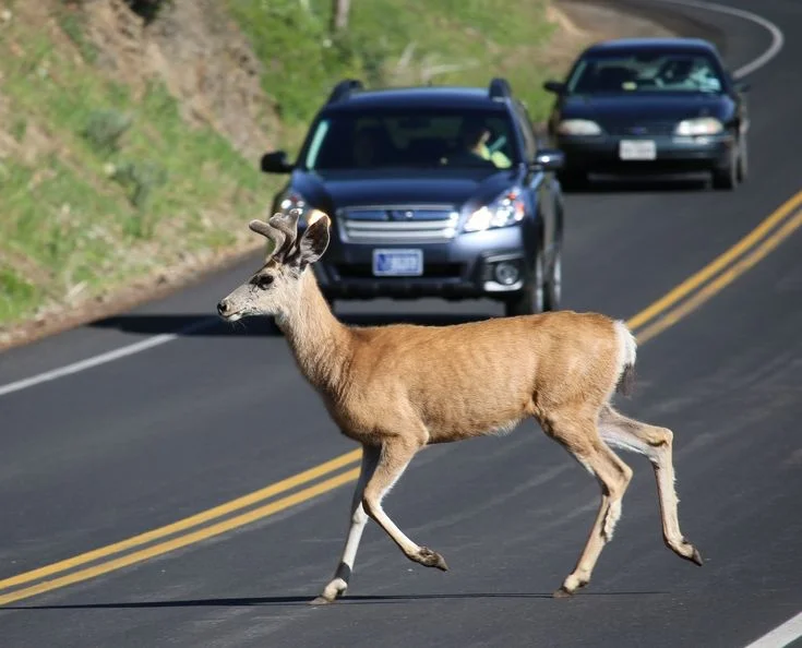 Which animals are involved most often?