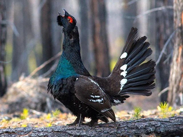 What is capercaillie lek protection?