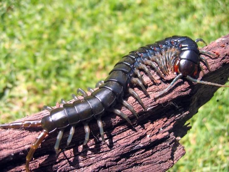 Where Do Centipedes Live?