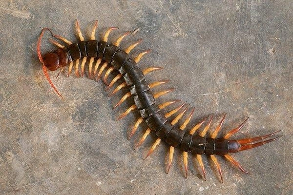 Stone Centipedes
