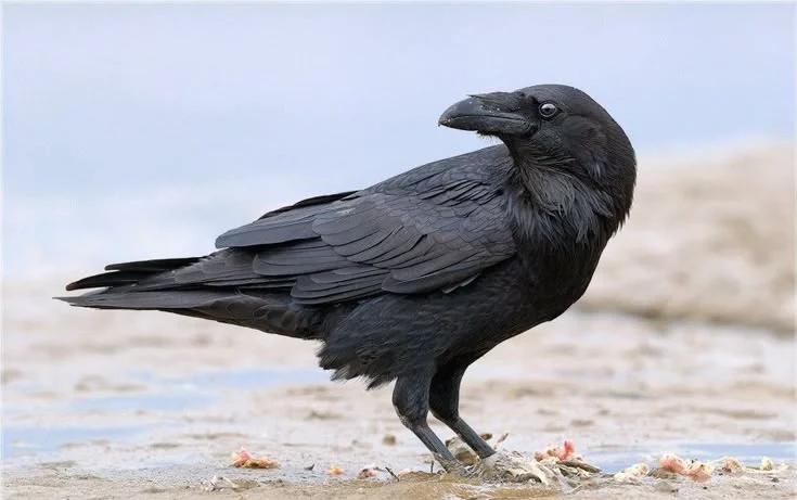 How Intelligent Are Ravens?