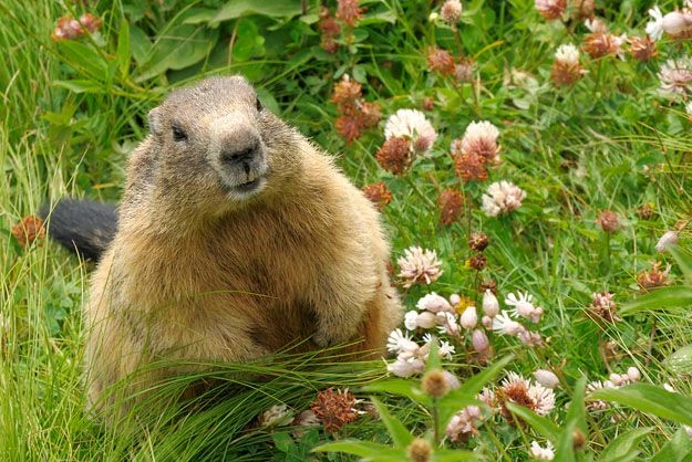 What Do Groundhogs Eat?