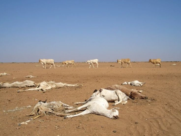 83. Animal Populations Can Change Over Time
