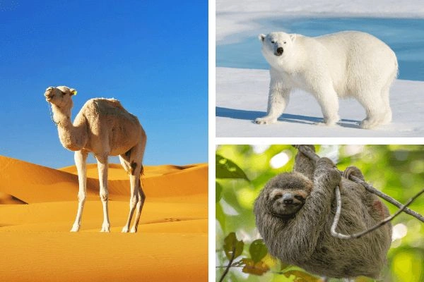 Physiological Adaptations