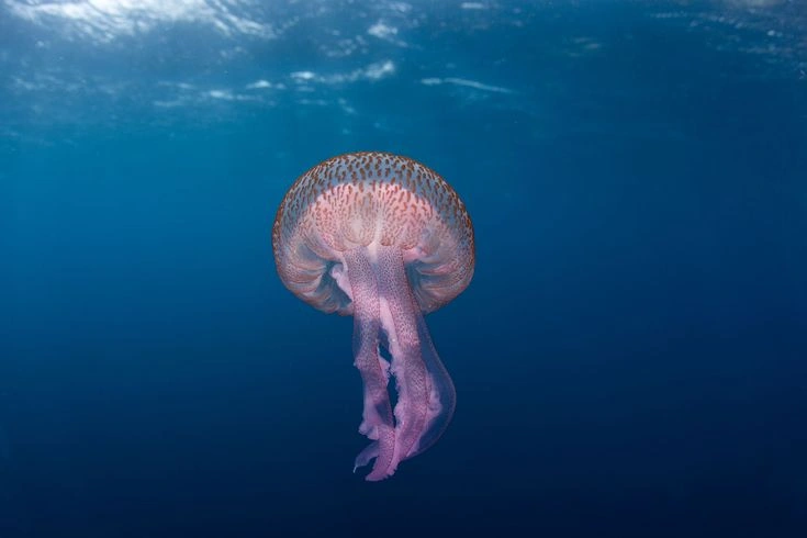 True Jellyfish