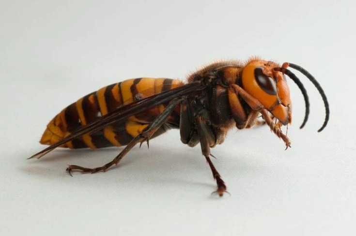 Northern Giant Hornet