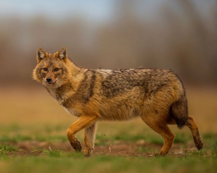 Golden Jackal
