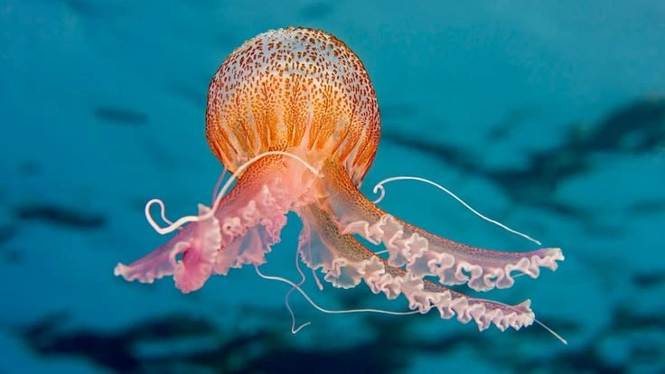 Jellyfish Life Cycle