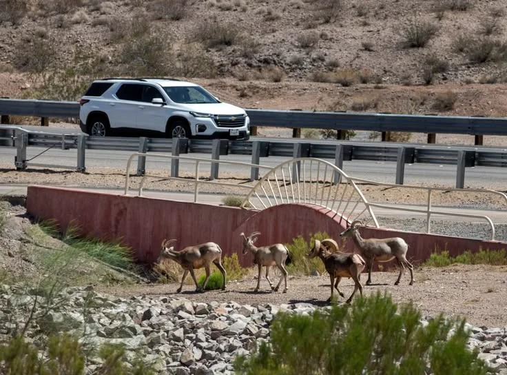 What happens after a wildlife collision?