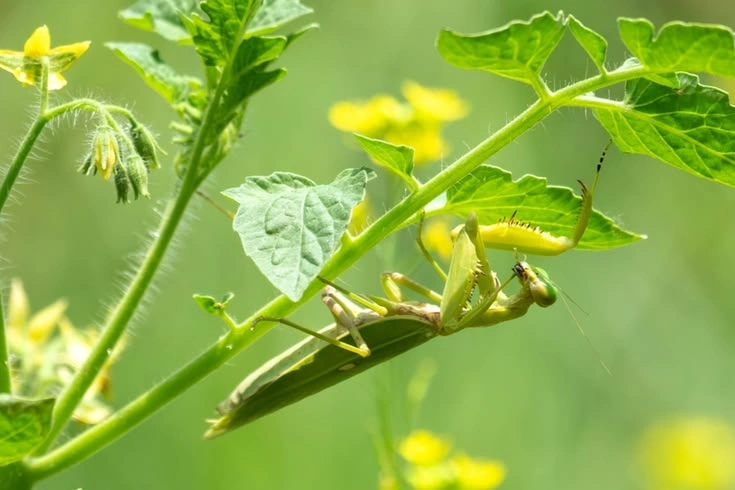 Are Praying Mantises Good for Gardens?