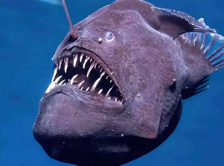 What Is an Anglerfish?