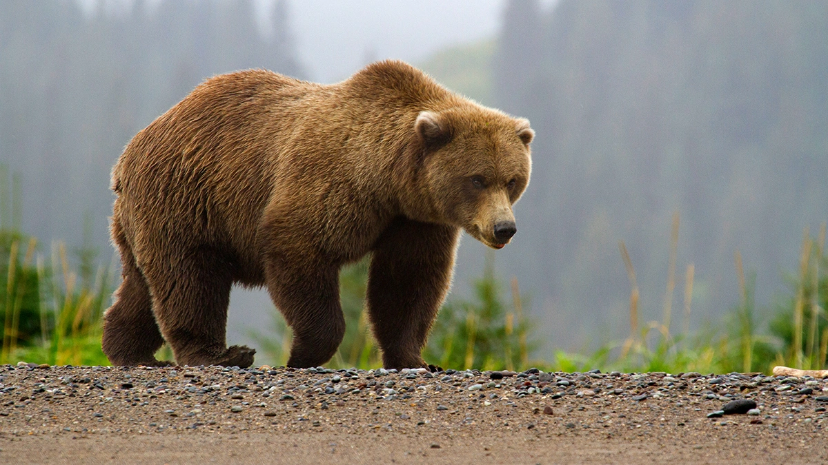 Bear Encountering