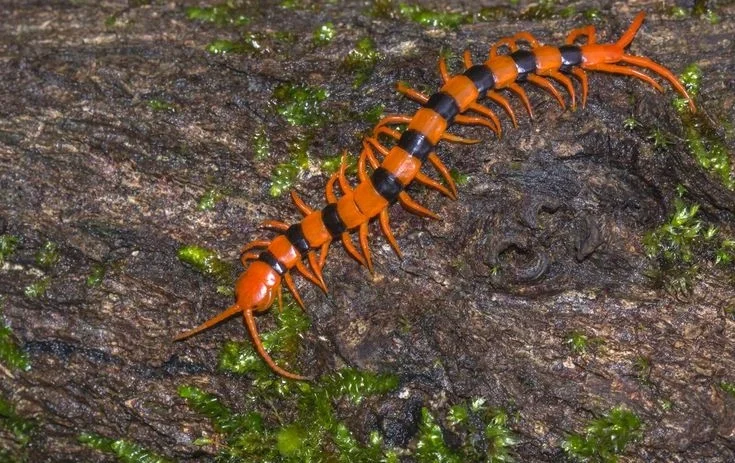 What Is a Centipede?