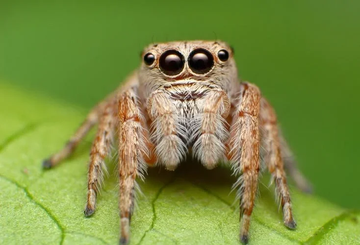 What Are Jumping Spiders?