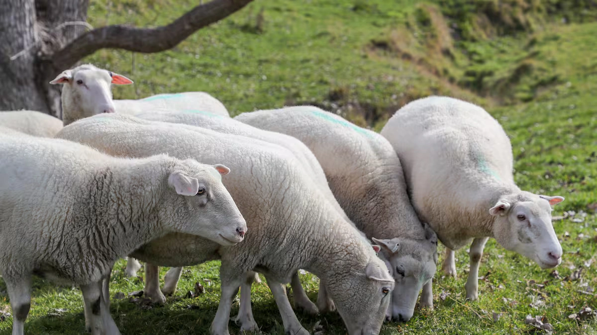 Sheep Losses Outfield
