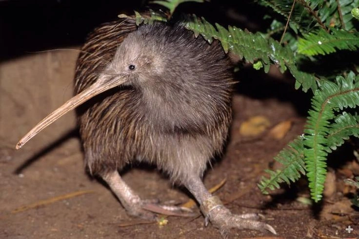 The Unique Adaptations That Make Kiwi Special