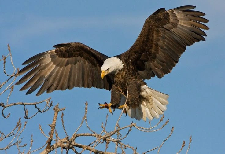 Flight Adaptations