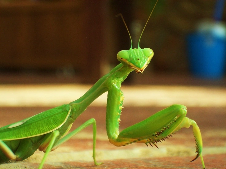 What Is a Praying Mantis?