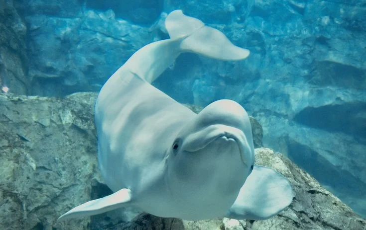 What Do Beluga Whales Eat?