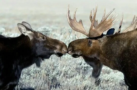 What does structured moose harvest mean in 2026?